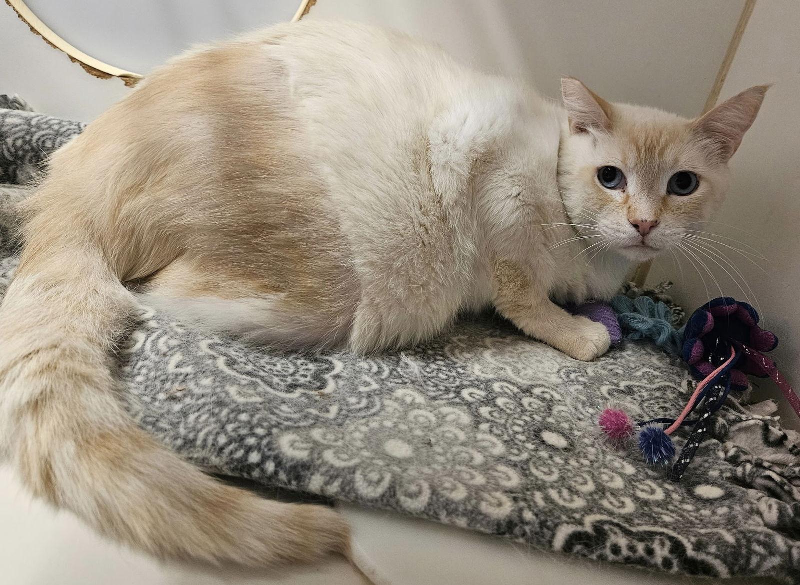 Peg-Leg Pete, Adoptable, Adult Male Siamese.