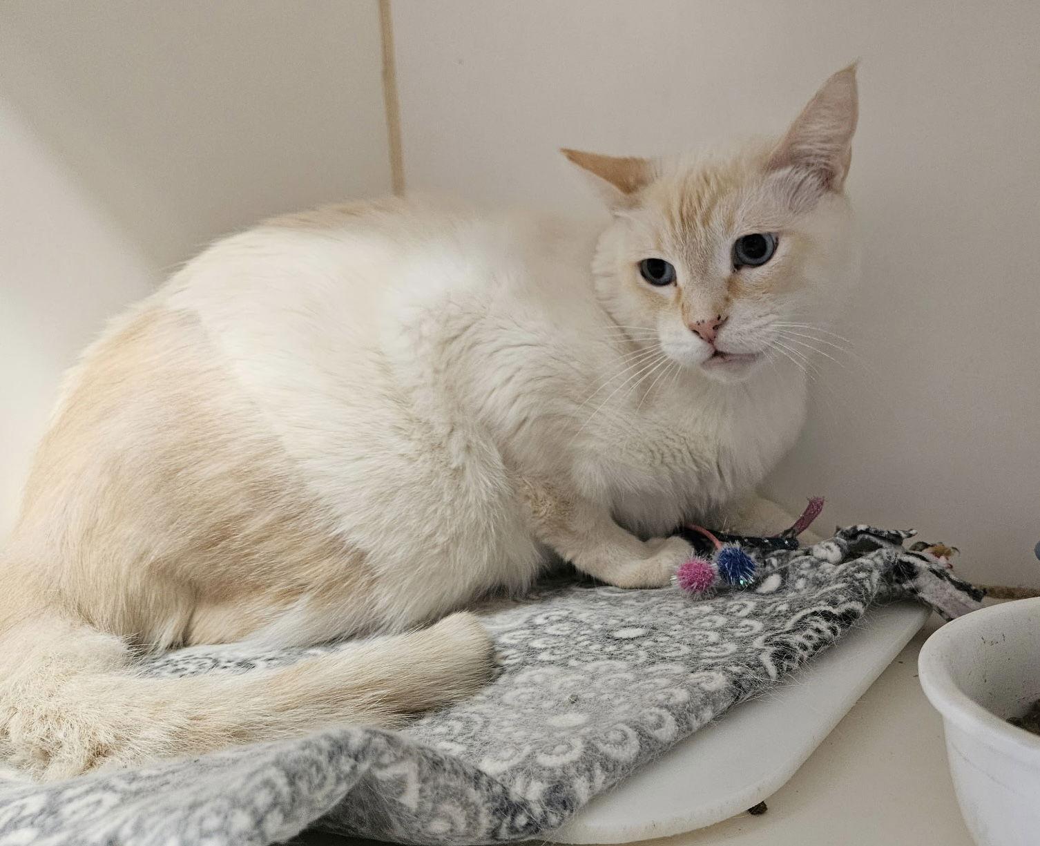 Enlarge Peg-Leg Pete, a Adoptable Siamese in El Centro, CA image 2/2