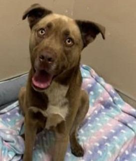 DOZER, Adoptable, Adult Male Husky & Pit Bull Terrier.