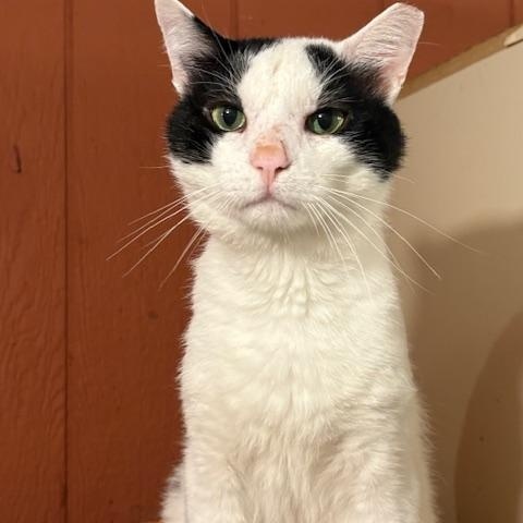 Scarface, an adoptable Domestic Short Hair in Spencer, MA_image-1