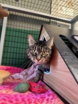 Enlarge Frida, a ADOPTABLE Domestic Short Hair in Manitowoc, WI image 1/1