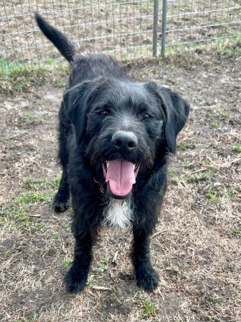 Enlarge Tom, a Adoptable mixed breed in Saint James, MN image 3/6