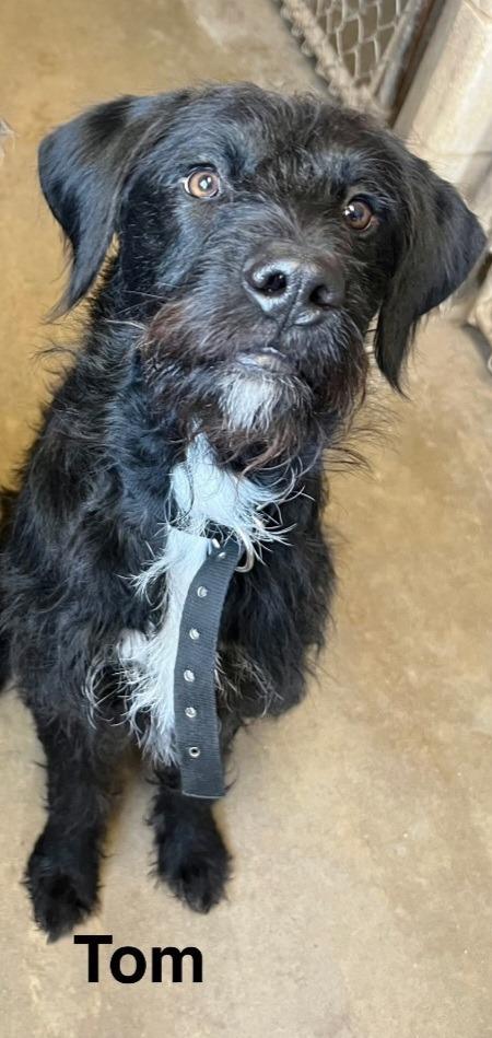 Enlarge Tom, a Adoptable mixed breed in Saint James, MN image 2/2