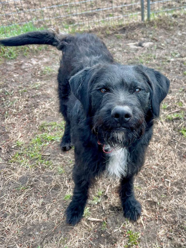 Enlarge Tom, a Adoptable mixed breed in Saint James, MN image 6/6