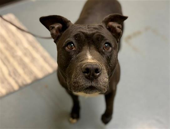 LOLA, Adoptable, Adult Female Pit Bull Terrier.