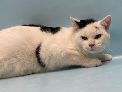 Dylan, Adoptable, Young Male Domestic Short Hair & Domestic Short Hair.