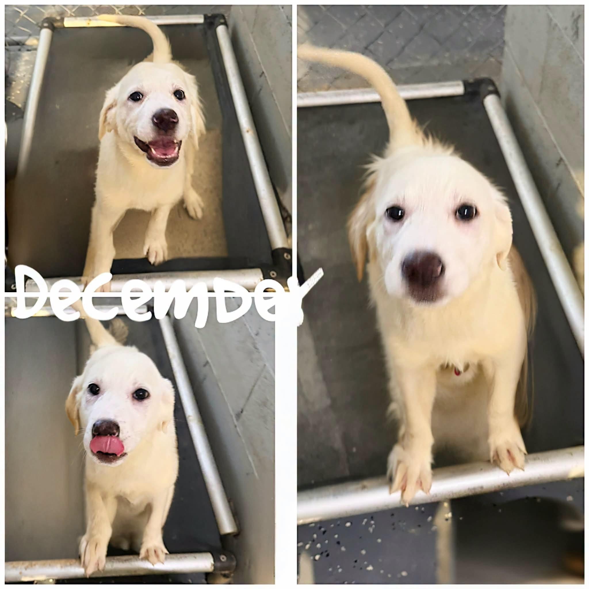 Enlarge December, a Adoptable mixed breed in Saint James, MO image 1/1