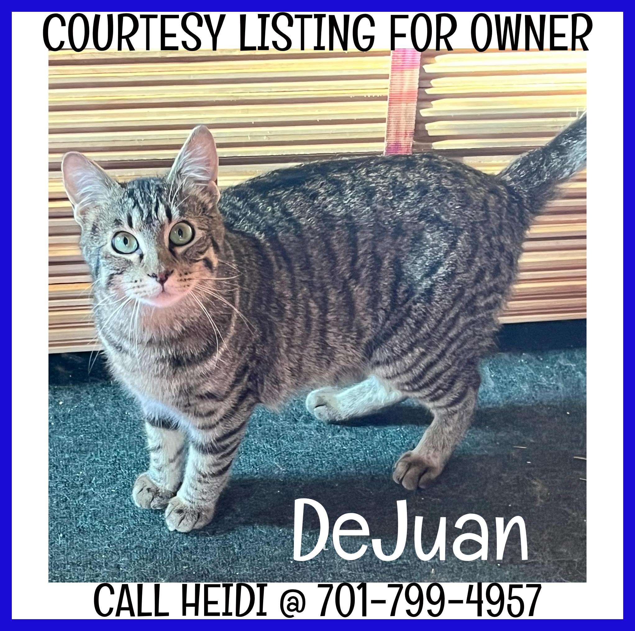 DeJuan - COURTESY LISTING, ADOPTABLE, Young Male Domestic Short Hair.