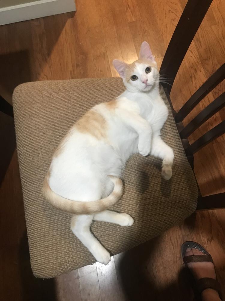 Doolittle 2431, a Adoptable Domestic Short Hair in Dallas, TX image 1/5