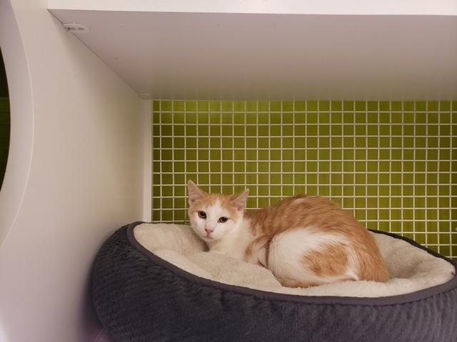Doolittle 2431, a Adoptable Domestic Short Hair in Dallas, TX image 3/5