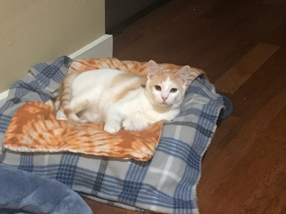 Doolittle 2431, a Adoptable Domestic Short Hair in Dallas, TX image 4/5
