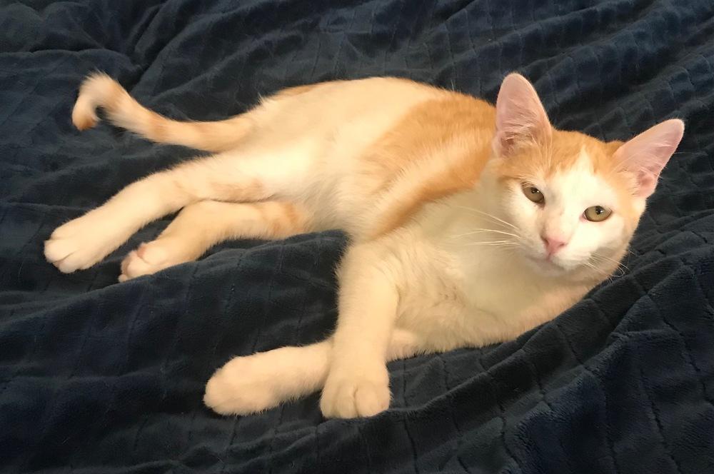 Doolittle 2431, a Adoptable Domestic Short Hair in Dallas, TX image 5/5
