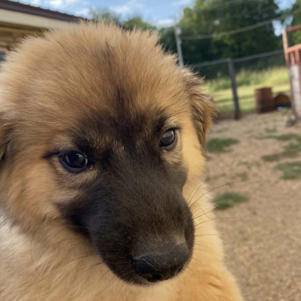 Sugar Cookie, Adoptable, Puppy Female Anatolian Shepherd & Mixed Breed.