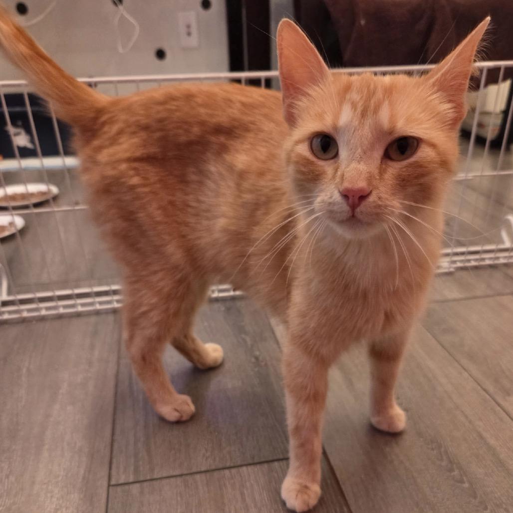 Momma Peaches, Adoptable, Young Female Domestic Short Hair.