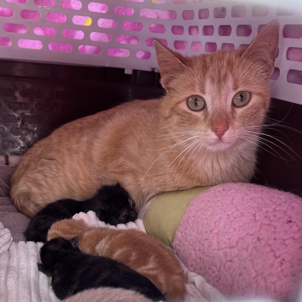 Momma Peaches, a Adoptable Domestic Short Hair in Calgary, AB image 2/6