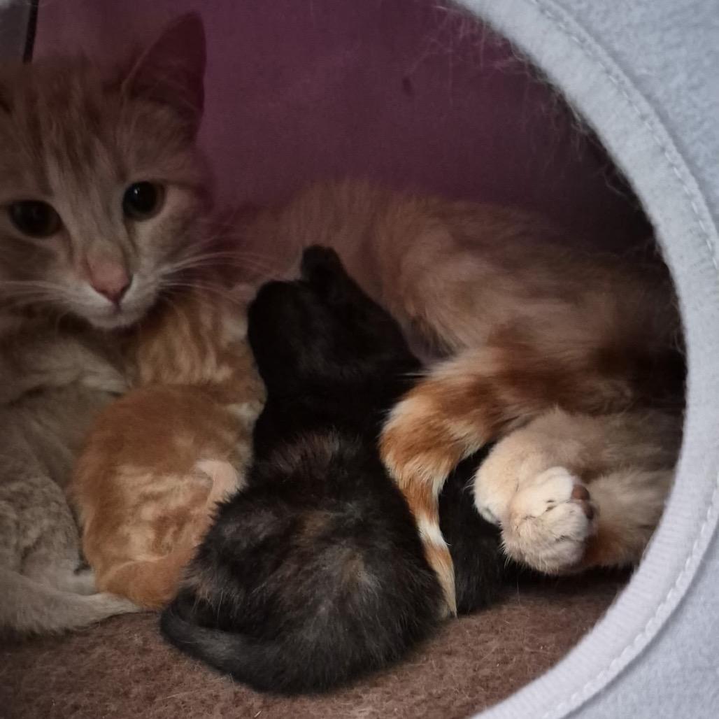Momma Peaches, a Adoptable Domestic Short Hair in Calgary, AB image 3/6