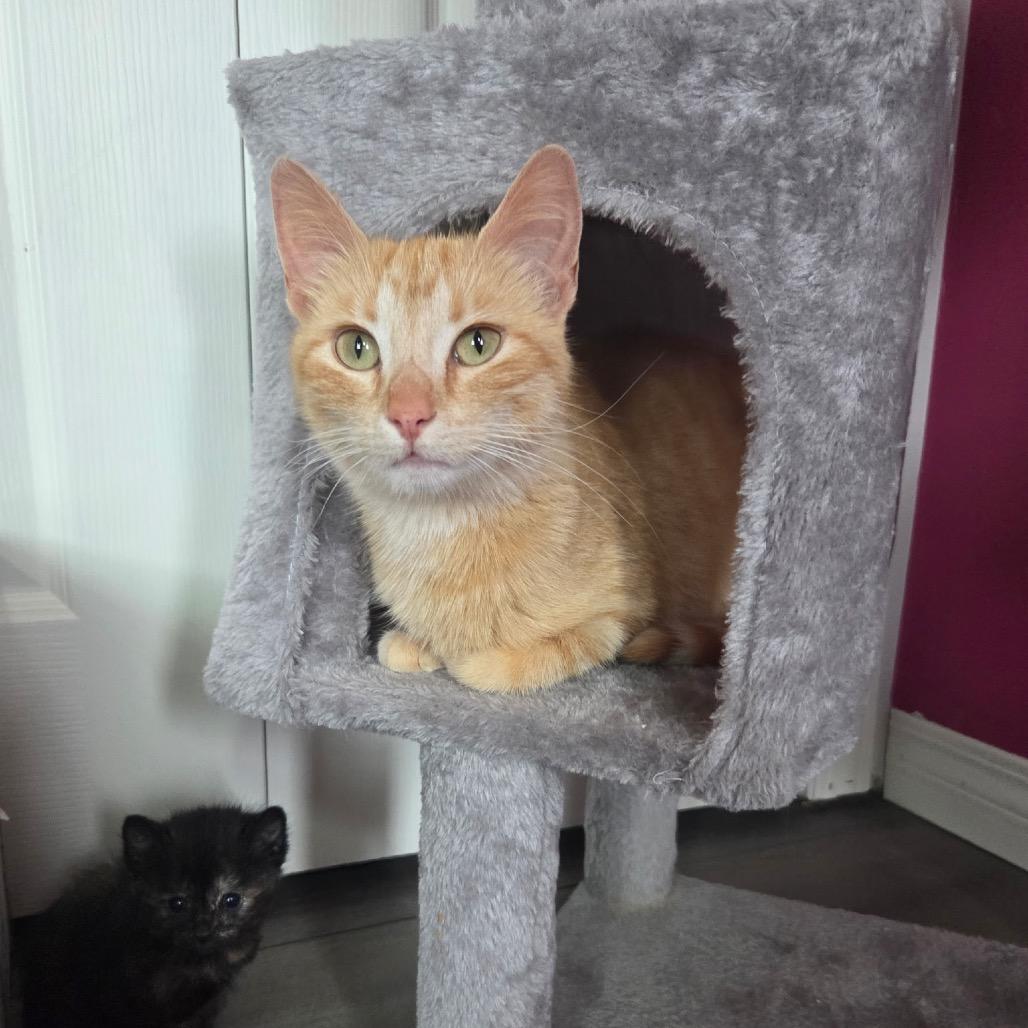 Momma Peaches, a Adoptable Domestic Short Hair in Calgary, AB image 4/6
