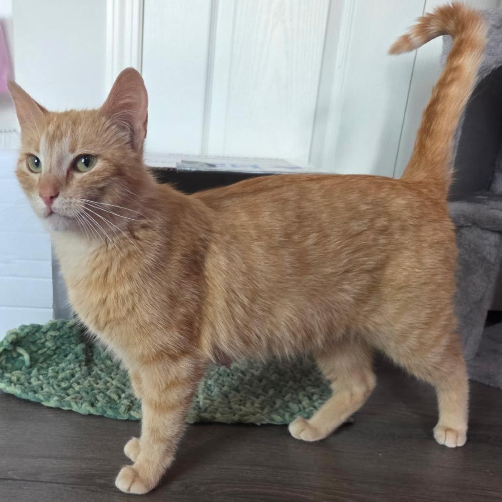 Momma Peaches, a Adoptable Domestic Short Hair in Calgary, AB image 5/6