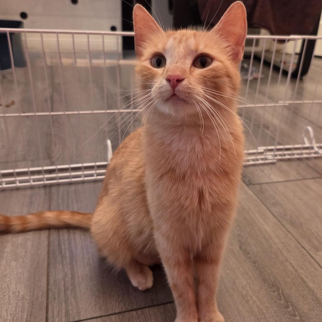 Momma Peaches, a Adoptable Domestic Short Hair in Calgary, AB image 6/6