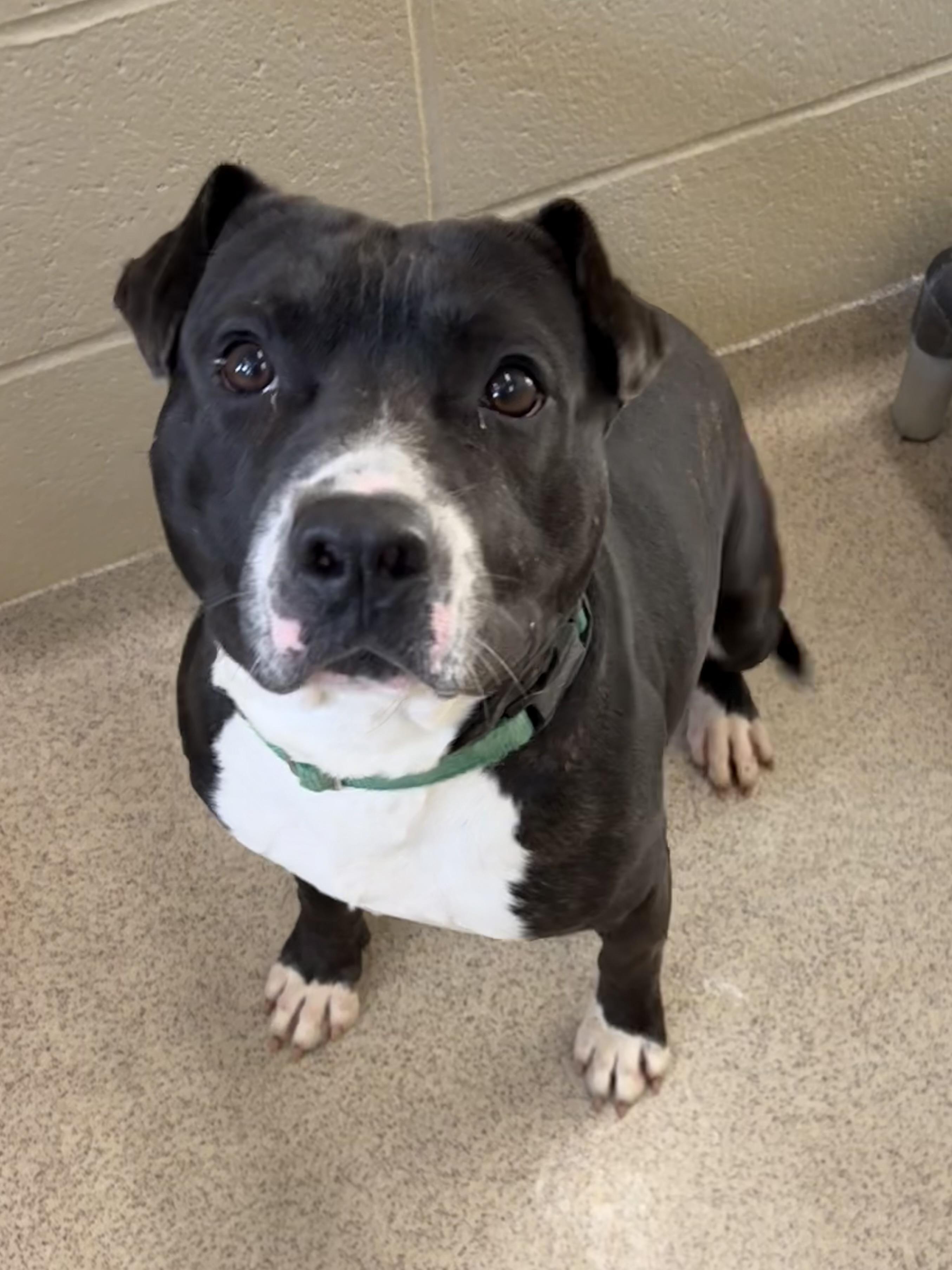 Enlarge Cletus, a ADOPTABLE mixed breed in Youngstown, OH image 1/4