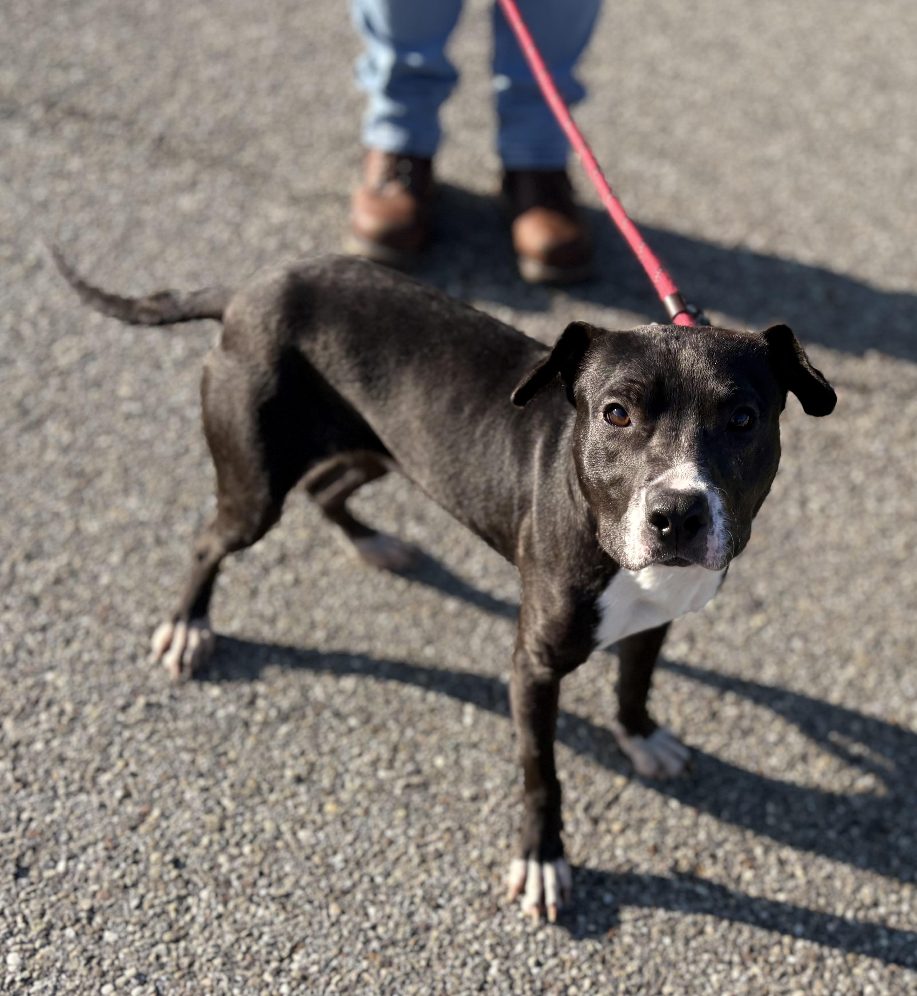 Enlarge Cletus, a ADOPTABLE mixed breed in Youngstown, OH image 3/4