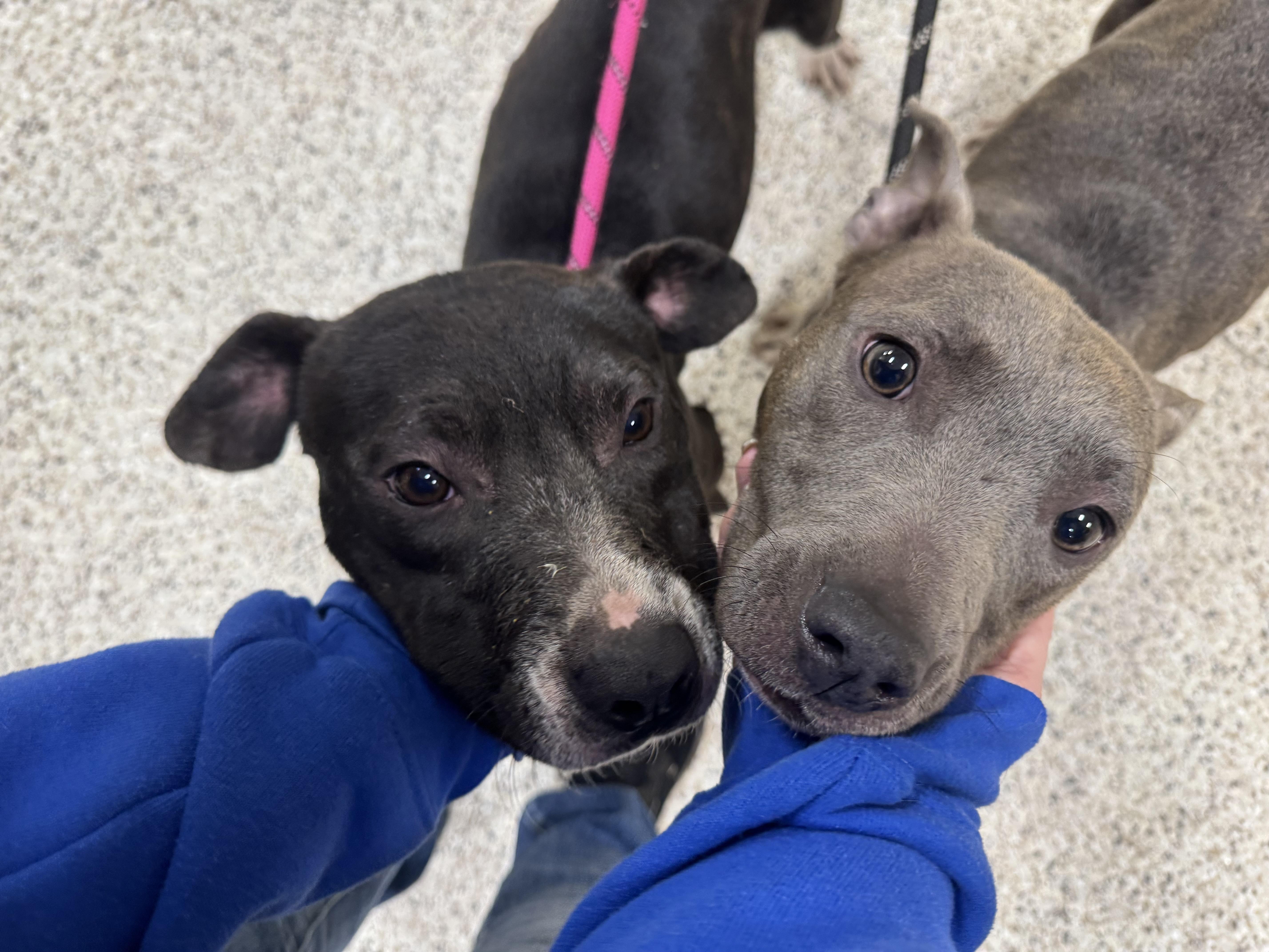 Enlarge Cletus, a ADOPTABLE mixed breed in Youngstown, OH image 4/4