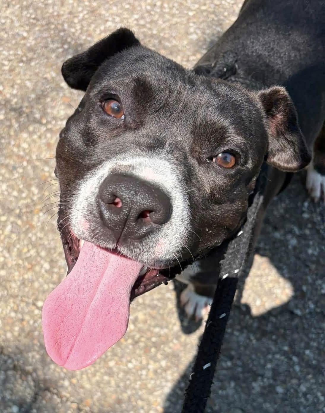 Enlarge Cletus, a ADOPTABLE mixed breed in Youngstown, OH image 2/4