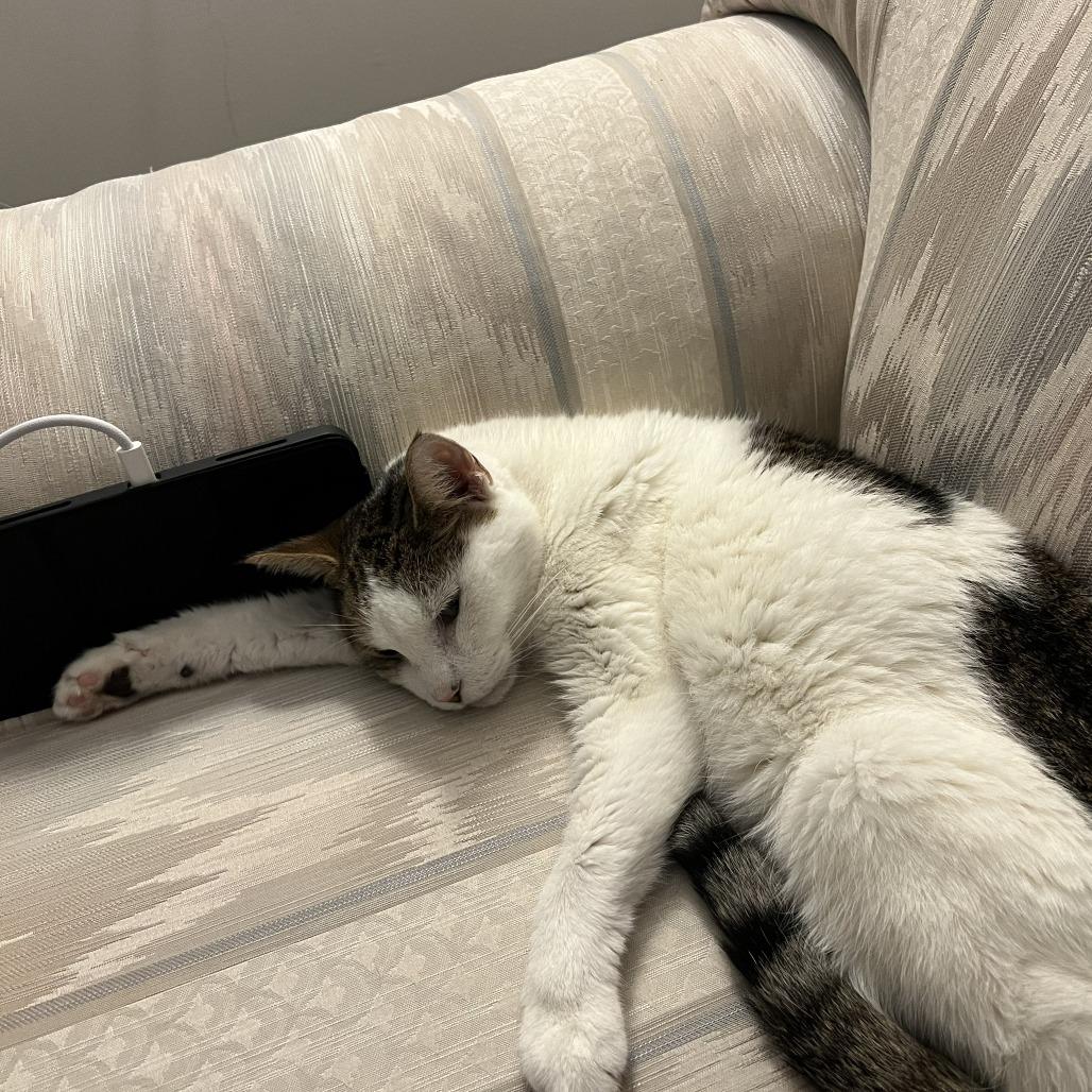 Lady Grey, Adoptable, Senior Female Domestic Short Hair.