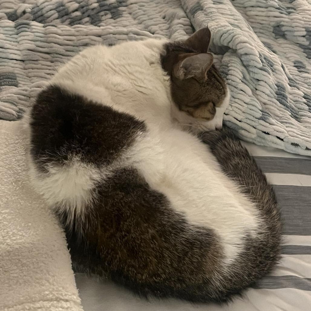 Lady Grey, Adoptable, Senior Female Domestic Short Hair.