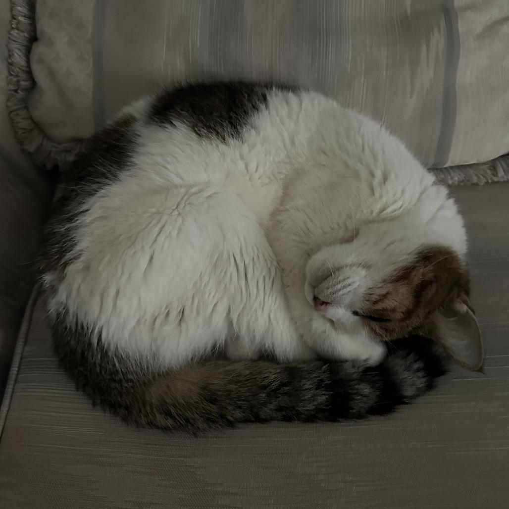 Enlarge Lady Grey, a Adoptable Domestic Short Hair in Philadelphia, PA image 2/6