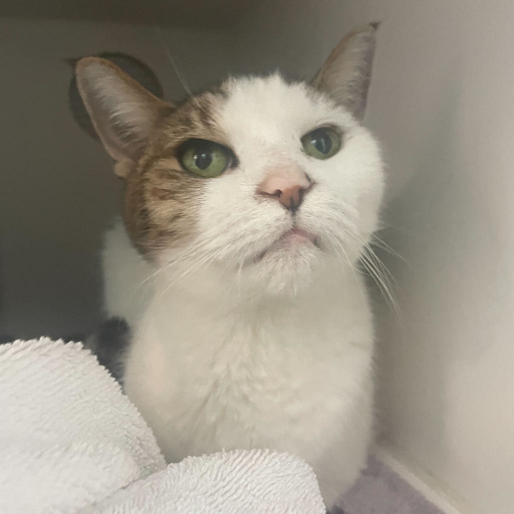 Enlarge Lady Grey, a Adoptable Domestic Short Hair in Philadelphia, PA image 5/6