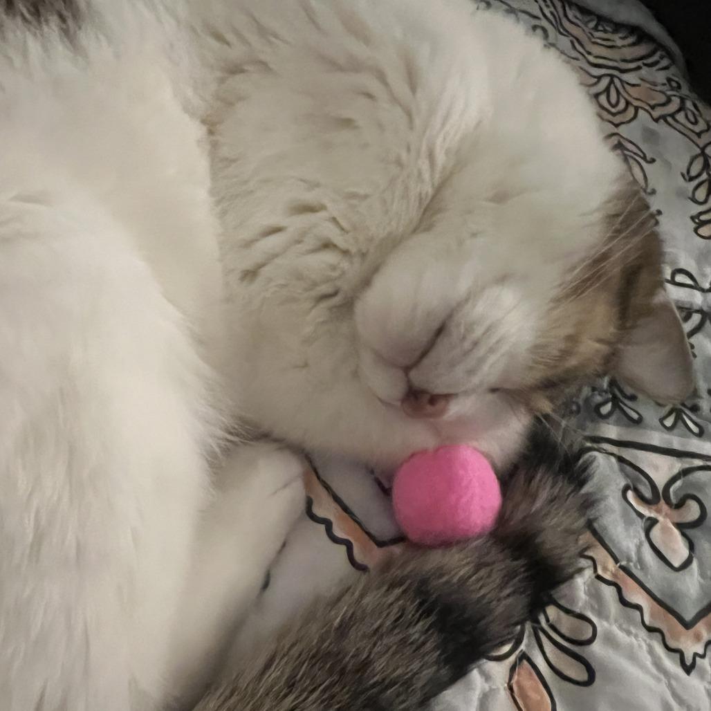 Enlarge Lady Grey, a Adoptable Domestic Short Hair in Philadelphia, PA image 4/6