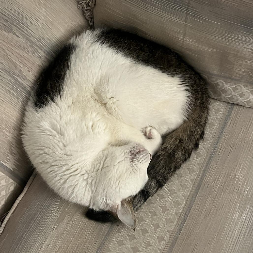 Enlarge Lady Grey, a Adoptable Domestic Short Hair in Philadelphia, PA image 6/6