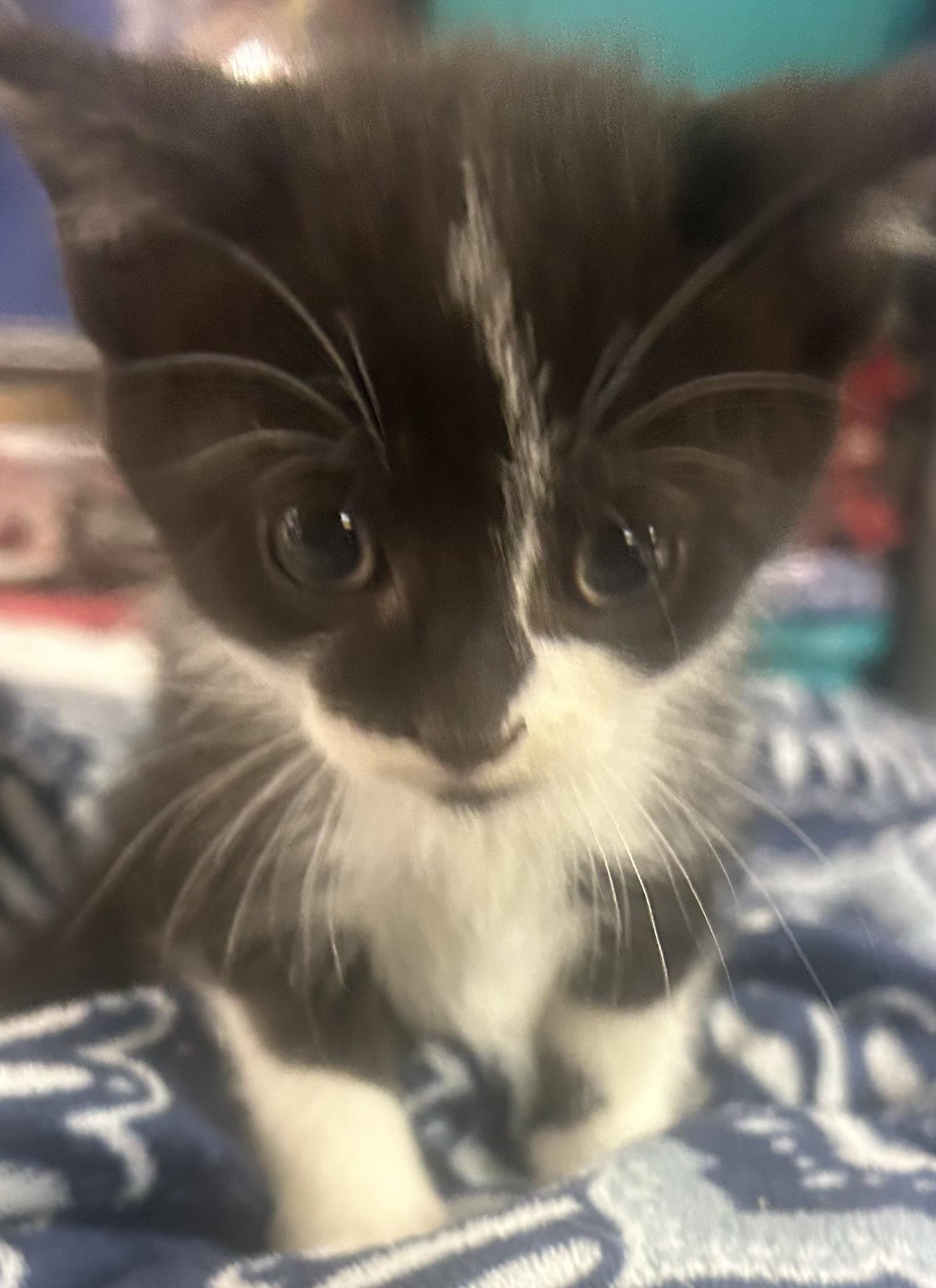 Hershey, ADOPTABLE, Kitten Female Domestic Short Hair.