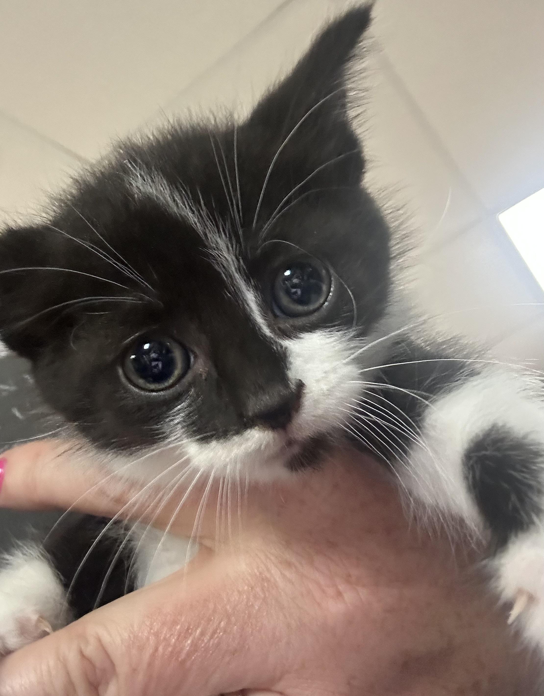 Hershey, a ADOPTABLE Domestic Short Hair in Toledo, OH image 2/2