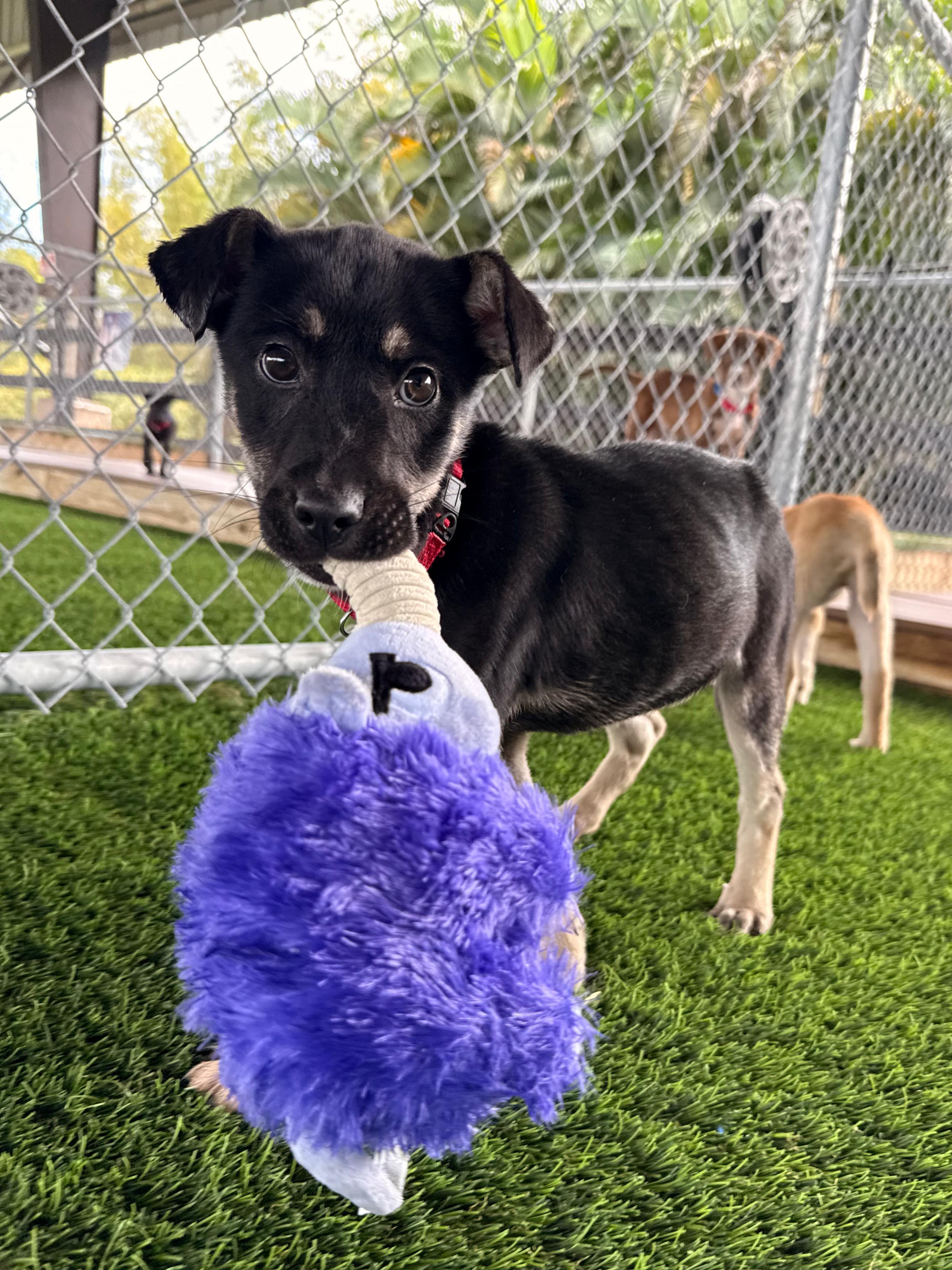 Enlarge Steve, a Adoptable mixed breed in Brooklyn, NY image 3/4