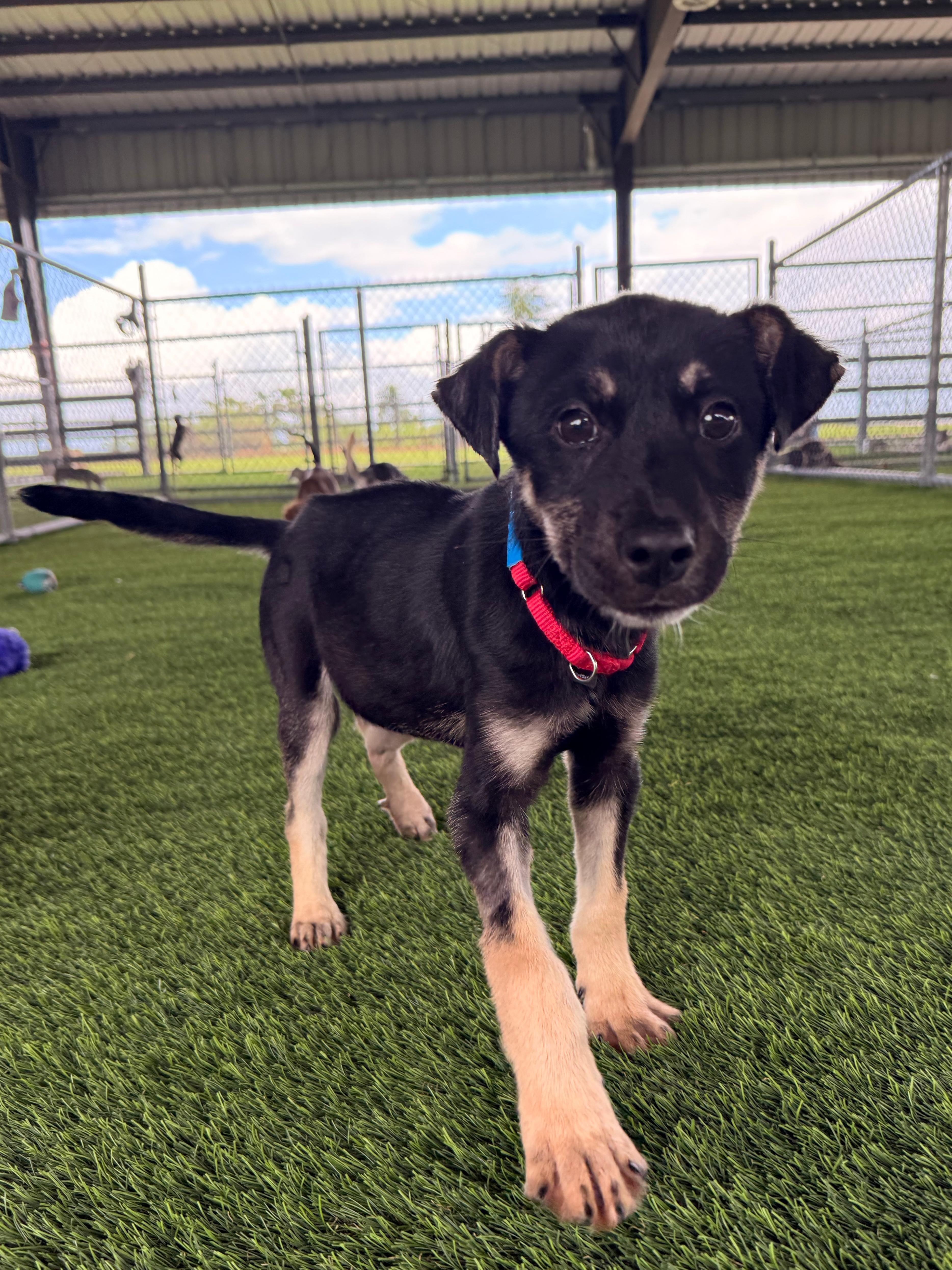 Enlarge Steve, a Adoptable mixed breed in Brooklyn, NY image 2/4