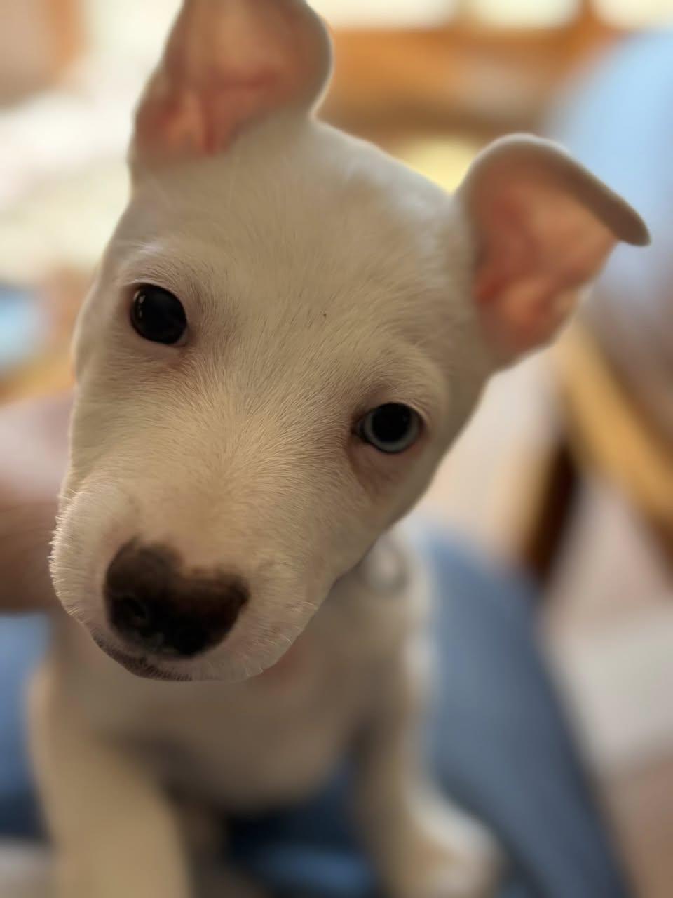 Enlarge Shorty, a ADOPTABLE mixed breed in Crystal Lake, IL image 4/5