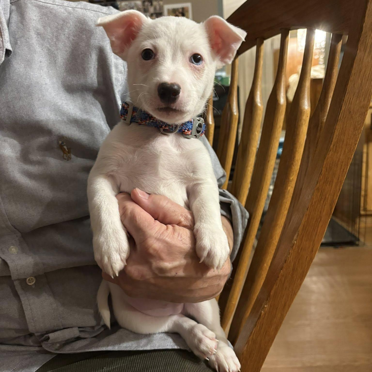 Shorty, ADOPTABLE, Puppy Male Rat Terrier & Chihuahua.