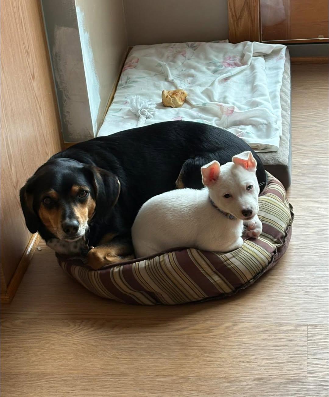 Enlarge Shorty, a ADOPTABLE mixed breed in Crystal Lake, IL image 5/5