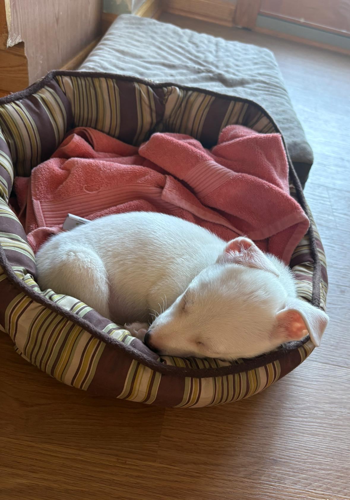 Enlarge Shorty, a ADOPTABLE mixed breed in Crystal Lake, IL image 2/5