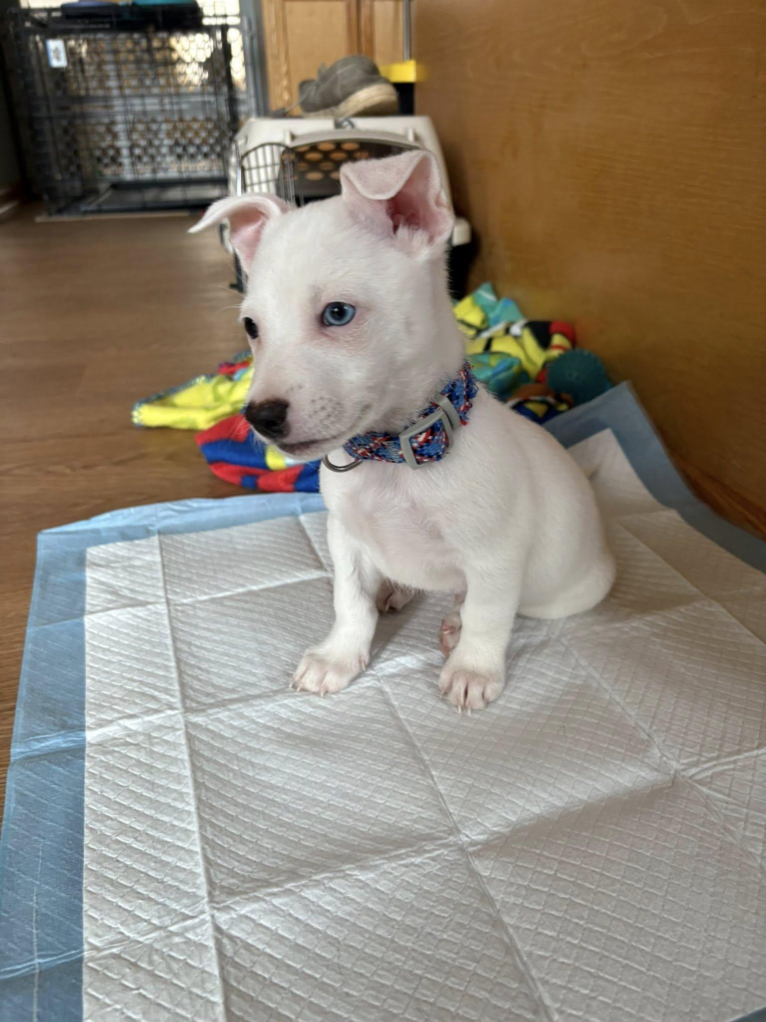 Enlarge Shorty, a ADOPTABLE mixed breed in Crystal Lake, IL image 3/5