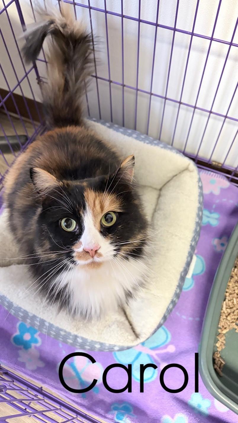 Enlarge Carol , a ADOPTABLE Domestic Medium Hair in Orleans, VT image 1/1