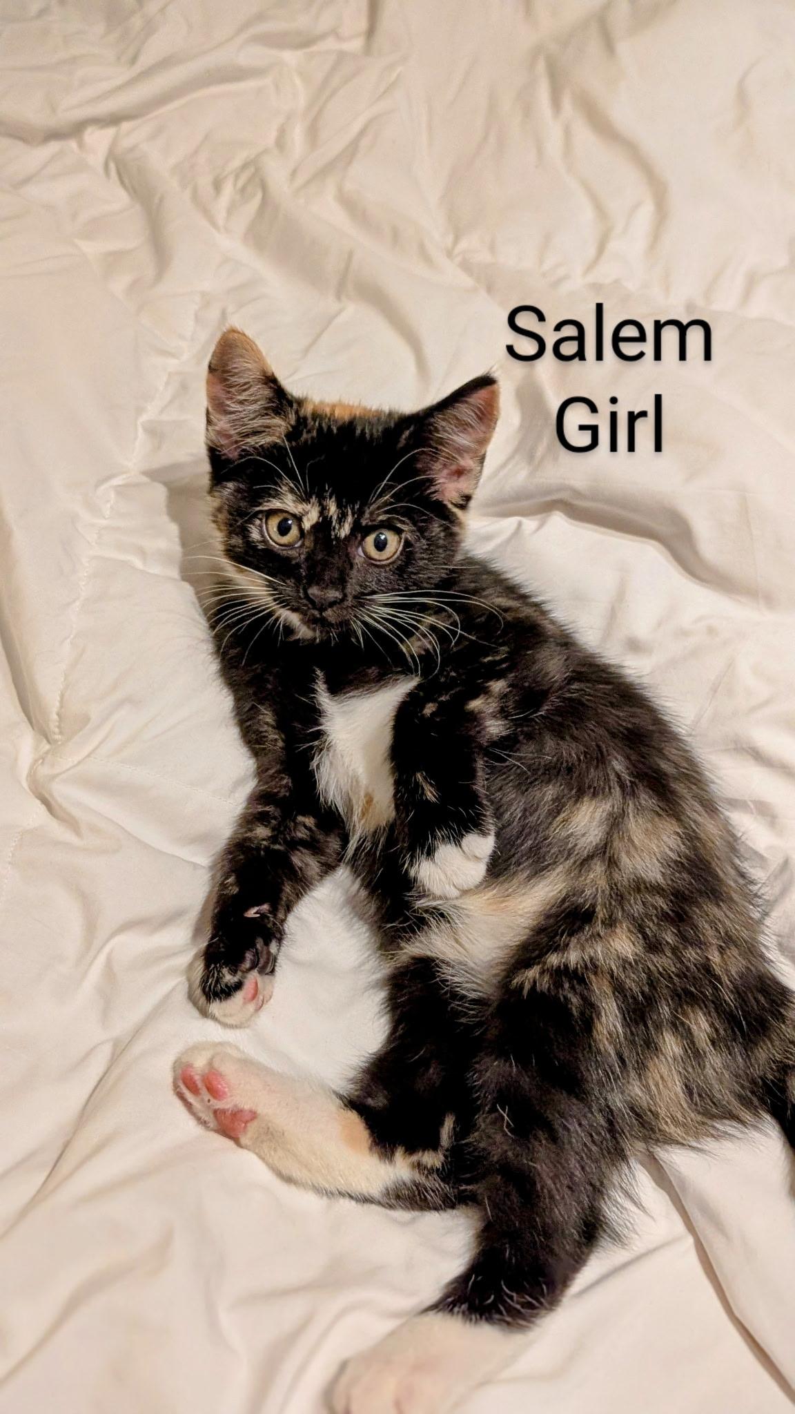Salem, Baby Female Domestic Short Hair