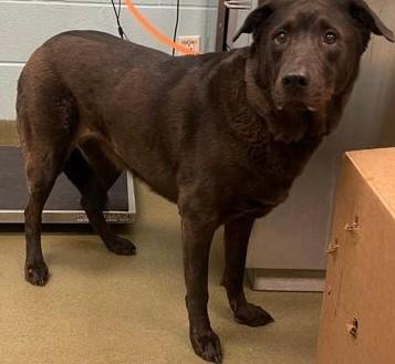 Jesse, ADOPTABLE, Senior Female Labrador Retriever.