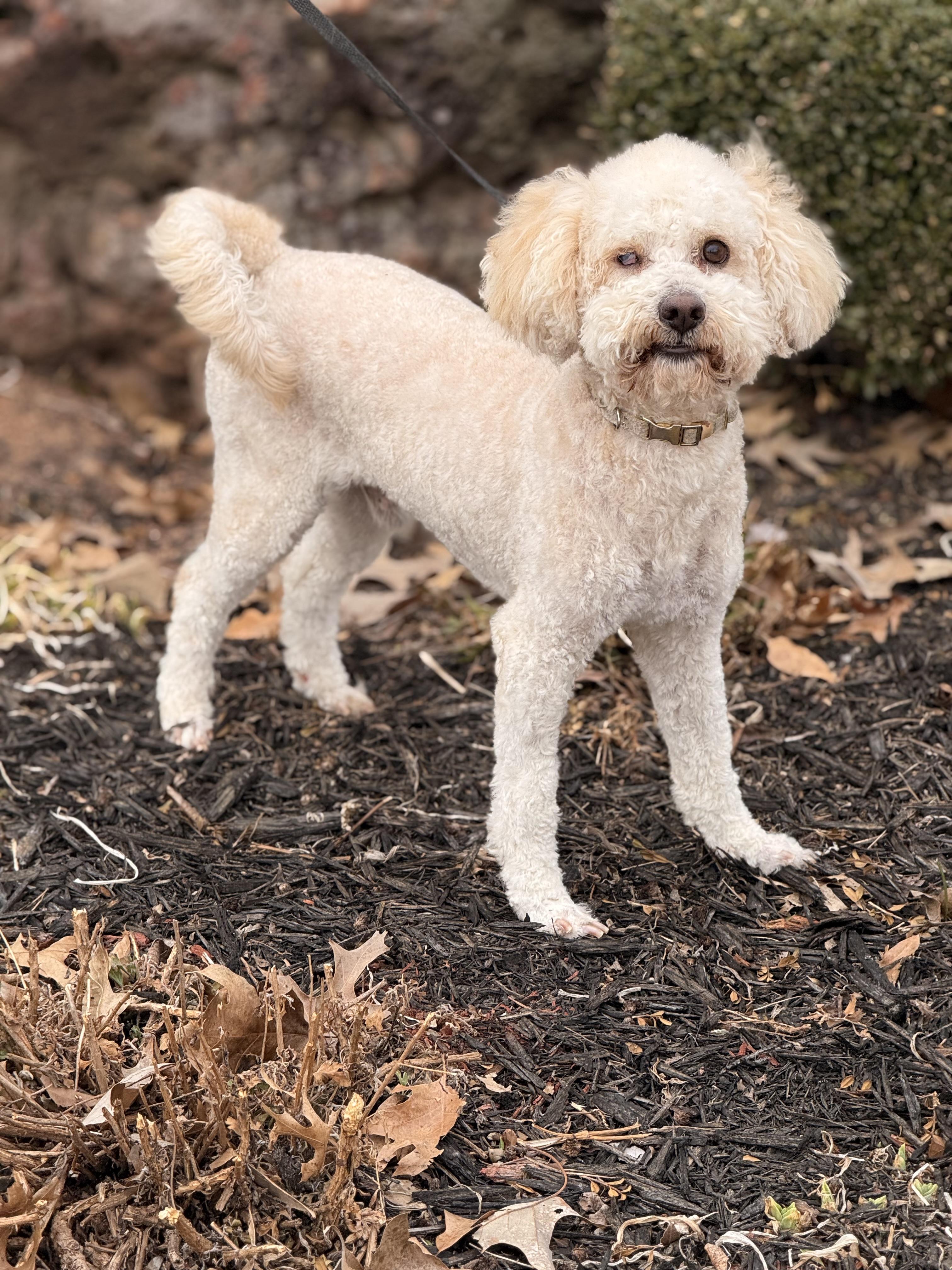 Kongo, ADOPTABLE, Adult Male Bichon Frise & Poodle (Toy).