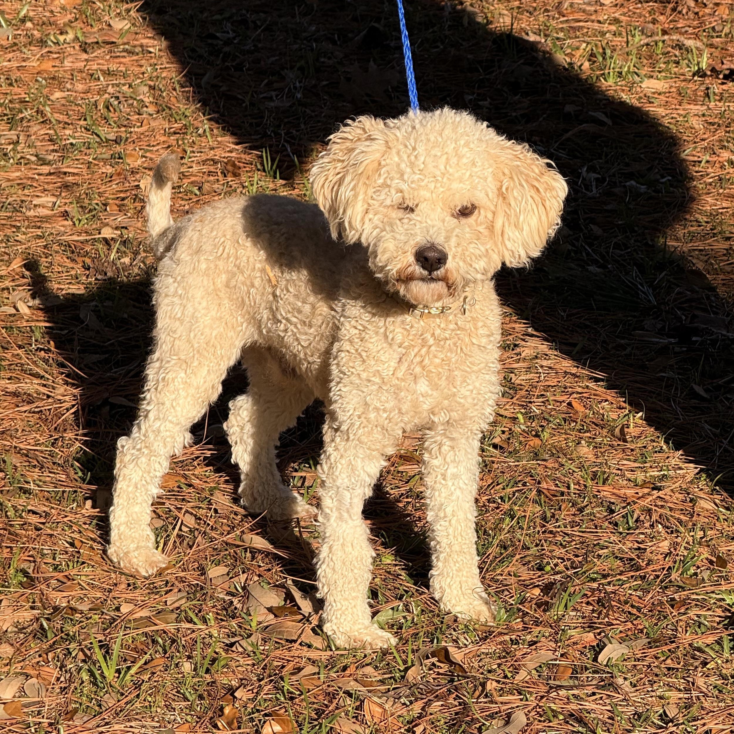 Kongo, ADOPTABLE, Adult Male Bichon Frise & Poodle (Toy).