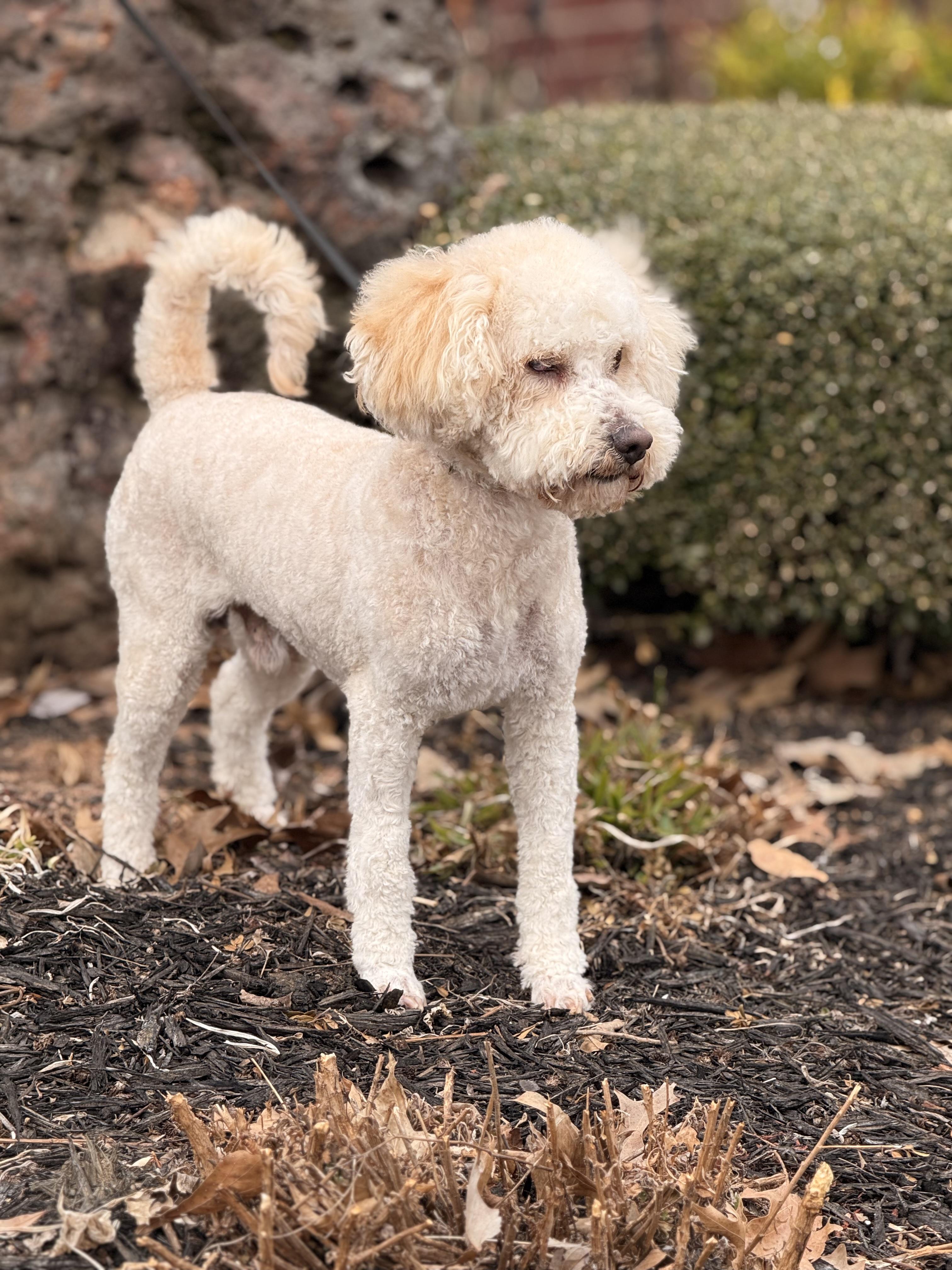 Kongo, a ADOPTABLE mixed breed in Texarkana, TX image 4/5