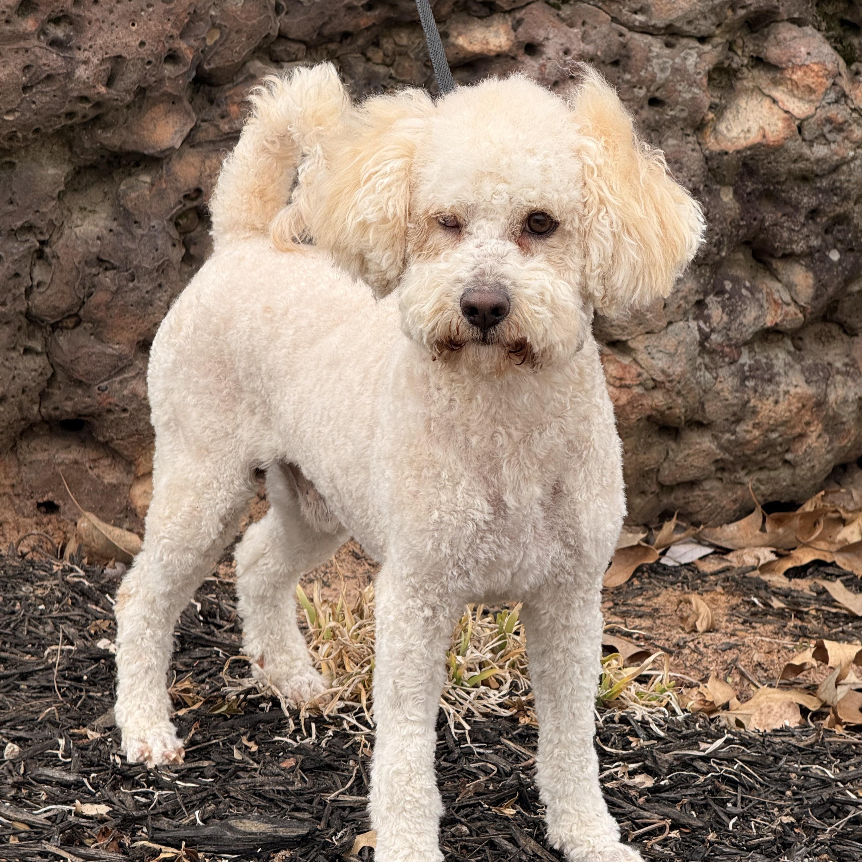 Kongo, a ADOPTABLE mixed breed in Texarkana, TX image 2/5