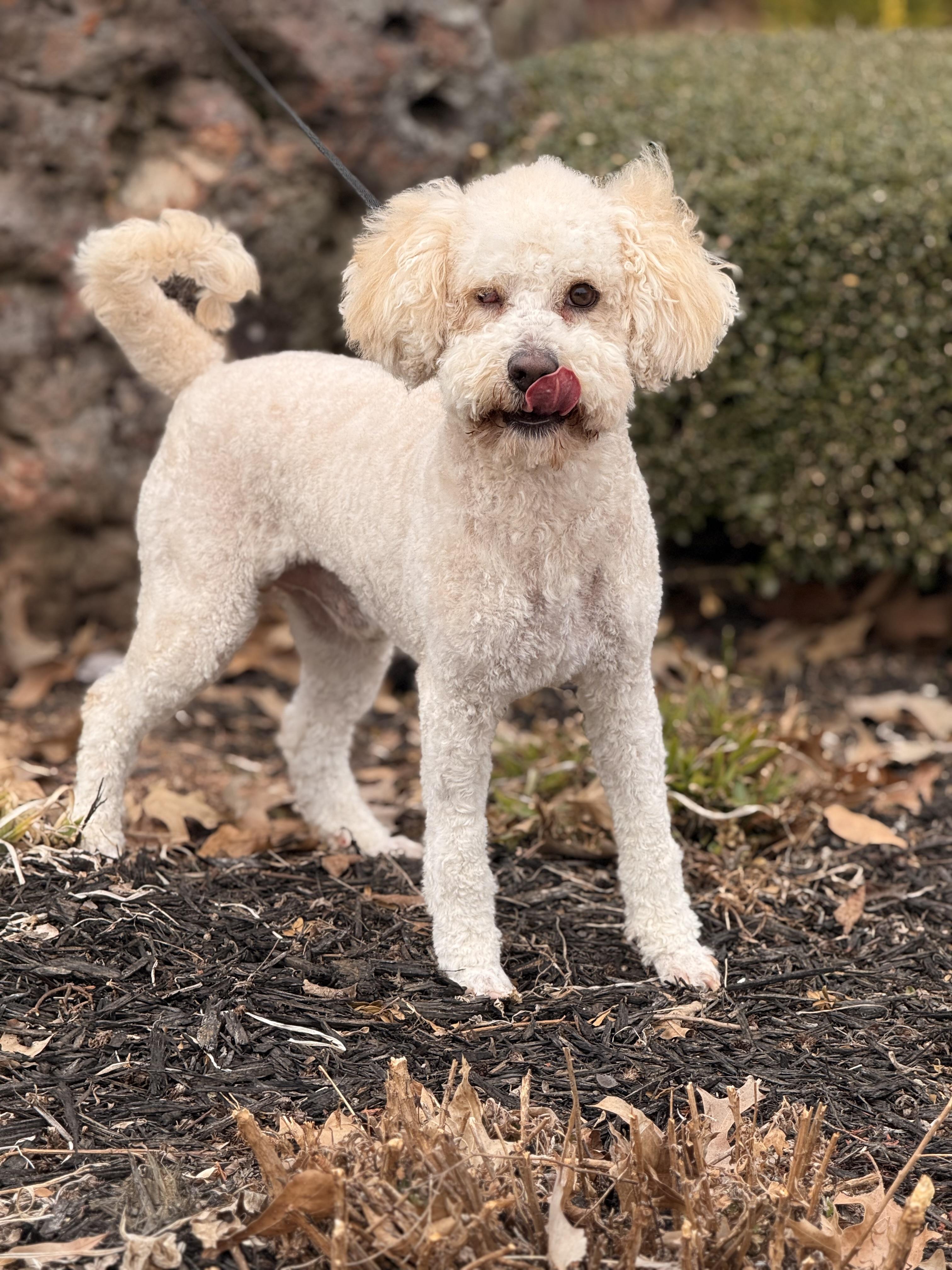 Kongo, a ADOPTABLE mixed breed in Texarkana, TX image 3/5